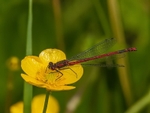 Large Red Damselfly