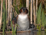 Great Crested Grebe - Podiceps cristatu