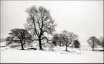 Lake District Trees In The Snow 29382422