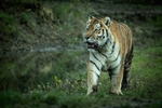 Amur Tiger - RLP_2157-524