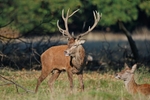 Red Deer