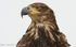 Immature fish eagle.