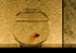 Assignment 3 - The Goldfish