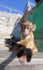 Barbary Macaques on the Rock of Gibraltar