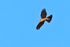 Sparrowhawk in flight over Stanpit Marsh