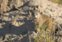Yellow Mongoose
