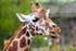 Giraffe - DSC_4439