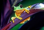 Tree Frog - Papua New Guinea