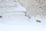 Red Fox approaches steep slope, Hayden Valley, Yellowstone