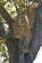 African Leopard, Timbavati, South Africa