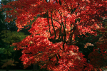 Westonbirt _WB018