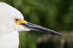 Snowy Egret head close-up, Gatorland, Orlando, Florida
