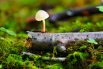 Tiny Fungi.    ref 6223