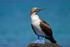 Blue-footed Booby 1