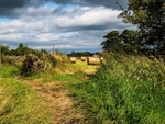 Timble Meadows