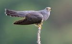 Male Cuckoo