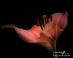 Nature-36