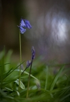 early-bloomer