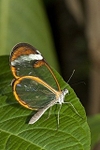 Glasswing butterfly