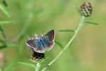 Common Blue