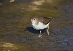 Spotted Sandpiper