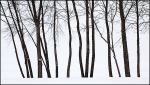 FEBRUARY TREES #2 - NORFOLK COUNTY