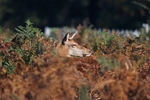 Red Deer