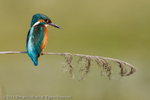 Kingfisher (Alcedo atthis)
