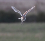 Barn Owl