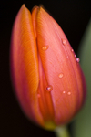 Flower - 1645