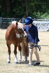 Most Handsome Gelding Champs portfolio
