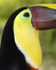 Toucan