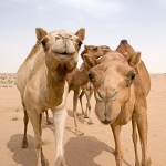 Curious Camels