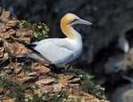 Gannet