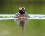Slavonian Grebe from front, Iceland