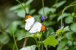 Great Orange Tip