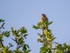 Tree Pipit
