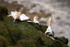 Gannet