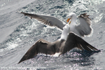 SBG006: Gulls fighting