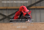BPP_9931