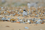 Little Tern
