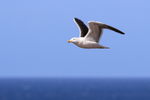 Kelp Gull flying, Carcass Island, Falklands