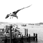 Chatham Gull