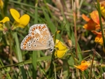 Brown Argus