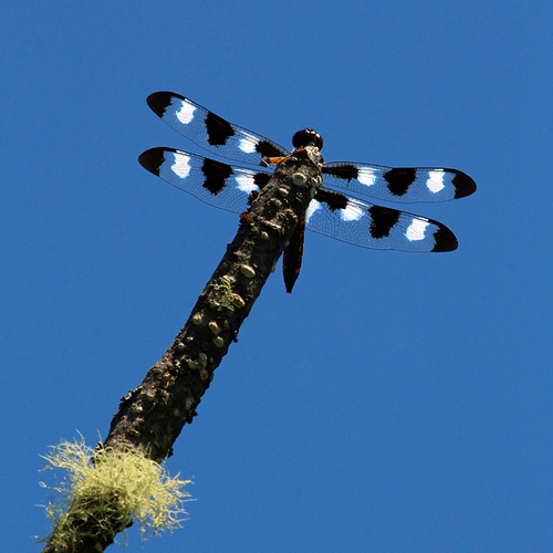 Like a miniature Biplane from a bygone era, these aerodynamic dragonflies zip effortlessly about the summer sky in se…