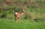 Roe Deer
