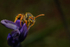Nomada goodeniana (f)