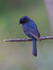 Southern Black Flycatcher perched on a branch