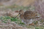 Magellanic Snipe