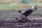 Brown Skuas mating, Falklands